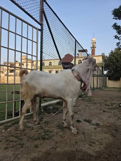 Premium quality goats
