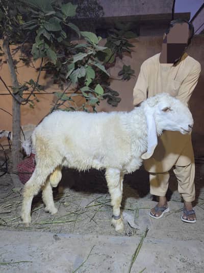 Premium quality goats