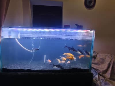4×2' aquarium for sale with fishes