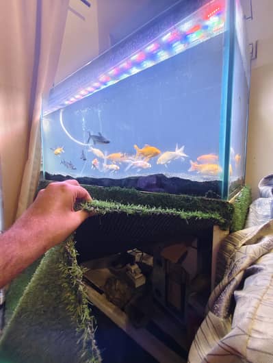 4×2' aquarium for sale with fishes