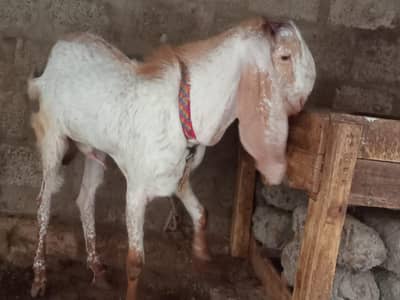 makhi cheena bakra