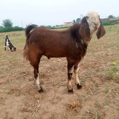 Bakra for Qurbani