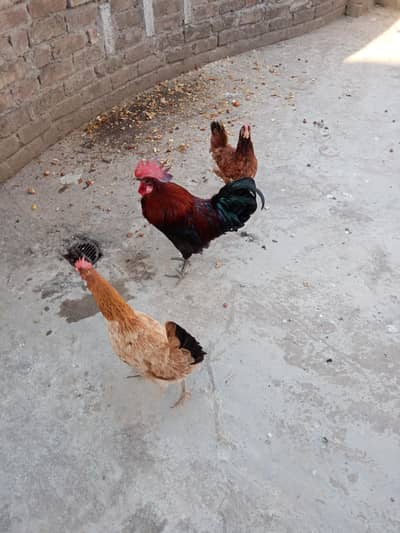 dasi hens