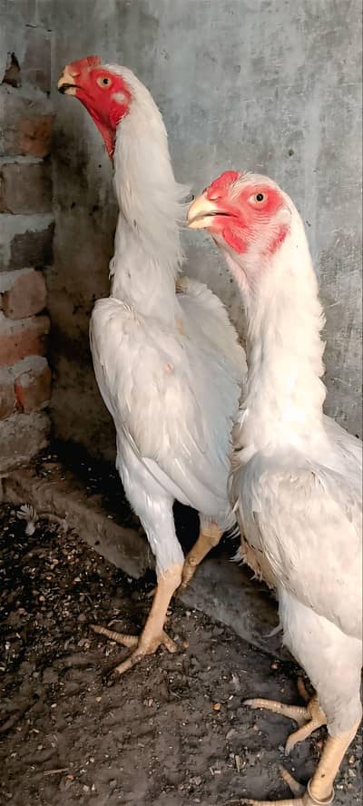 white shamo pair