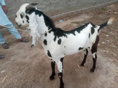 Bakra for sale qurbani k liy