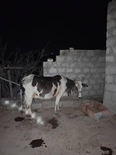 جلدی دینی ہے