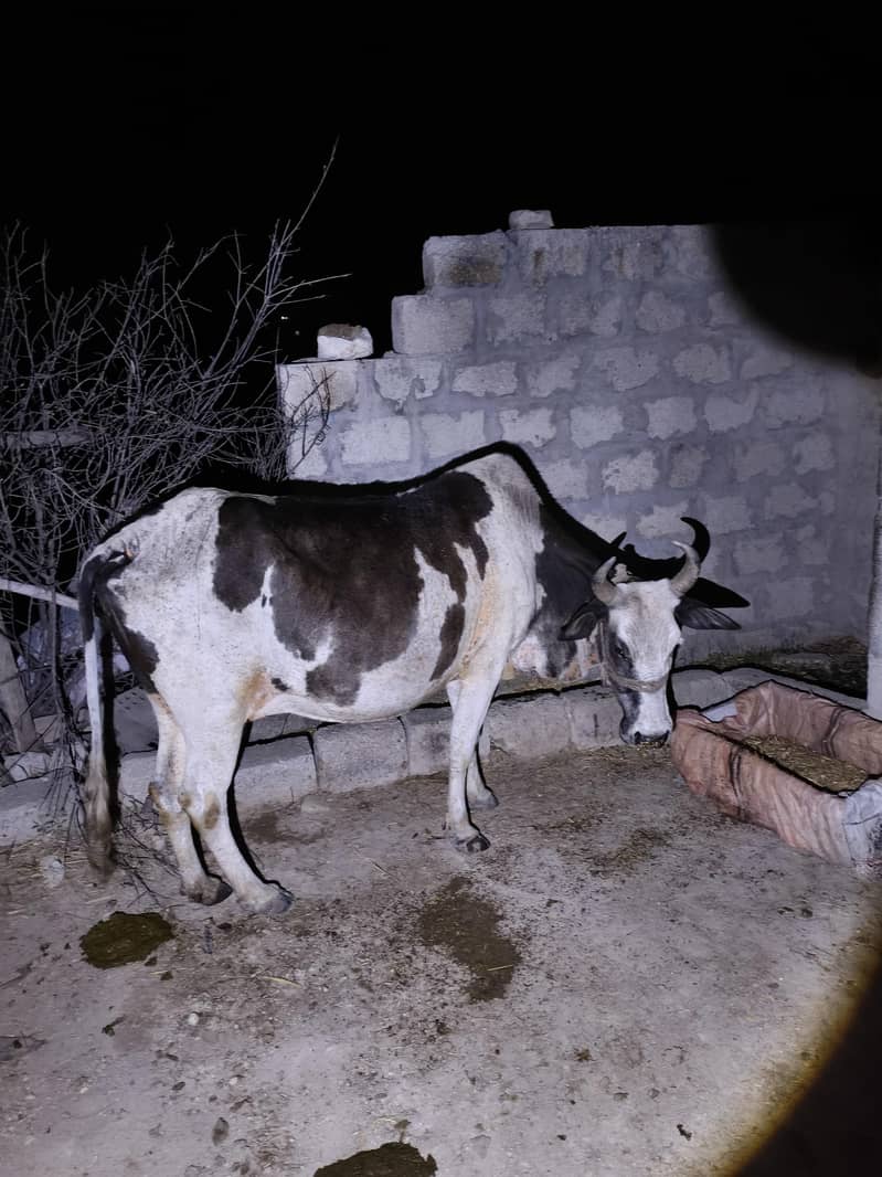 چسکا پالٹ دور رہو نہی تو سینگ گھسا سے گی جلدی دینی ہے 1