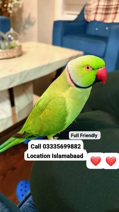 Hand Tamed Full Friendly Green Ring Neck Male Parrot Jumbo Size