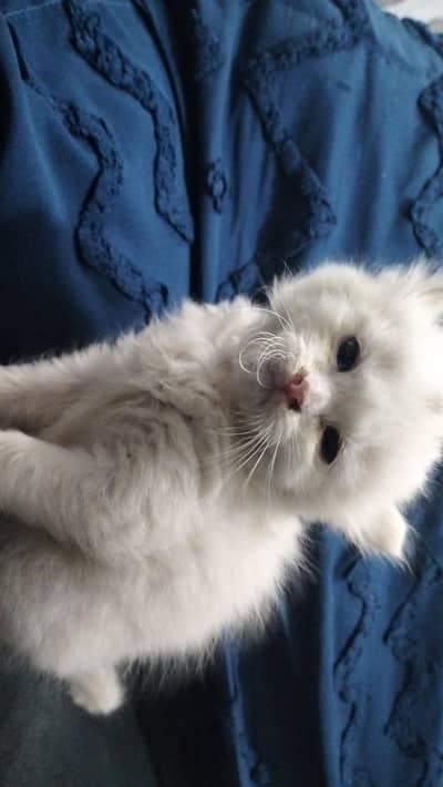 Persian cat @ Perisan cat @ Siamese cat @ cat @ grey