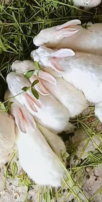 White rabbits with red eyes