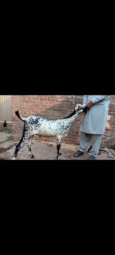 Bakra Qurnani donda