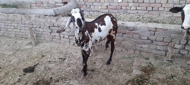 Bakra For Sale