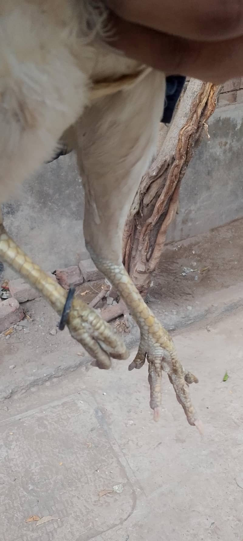 Heera bread 6