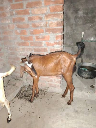 Qurbani ka bakra 2nda