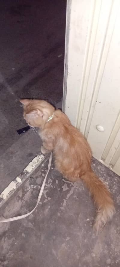 male cat for selling