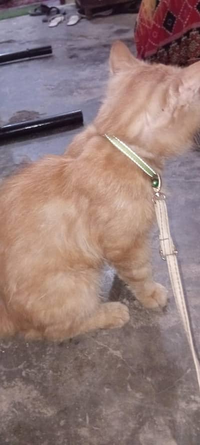 male Cate