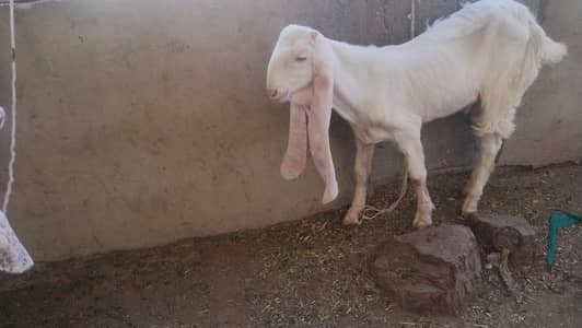 urgent sale my golabi bakri Bakra seares byure contact with me