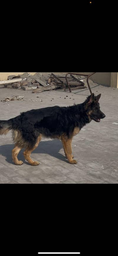 German Shepherd male for sale