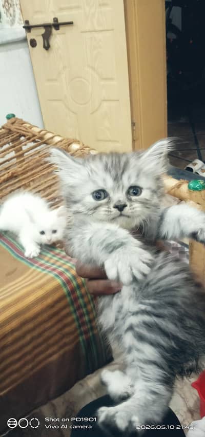 4 persian kitten triple coated healthy and active available all pakist