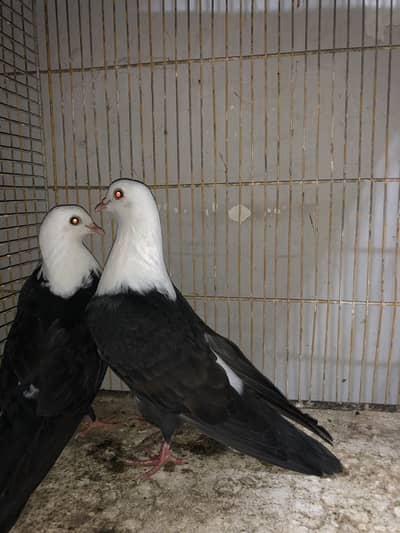 Karbalai and sherazi pair available