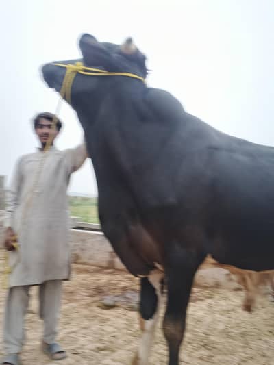 qurbani