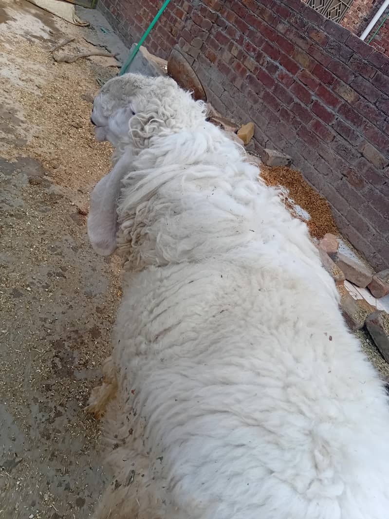 دو سال کا کجلہ چھترا  بکرا 4