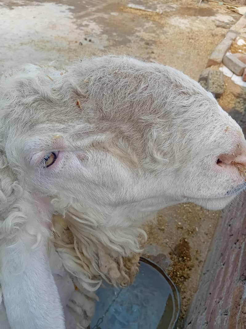 دو سال کا کجلہ چھترا  بکرا 5