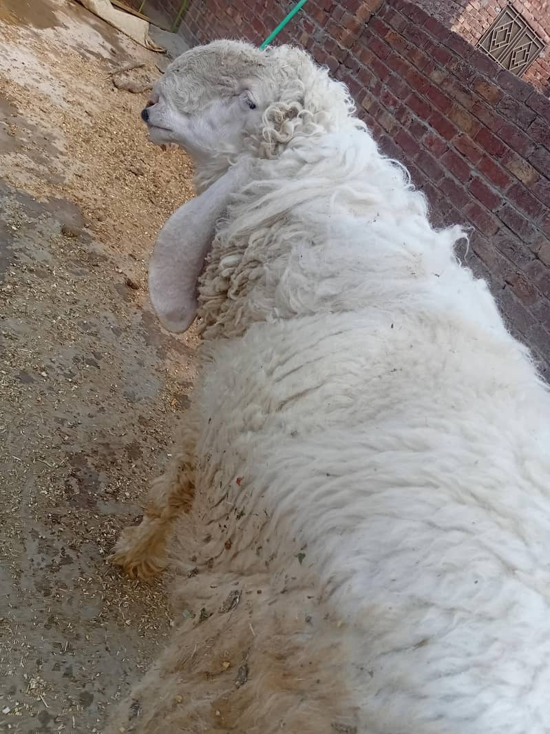 دو سال کا کجلہ چھترا  بکرا 8