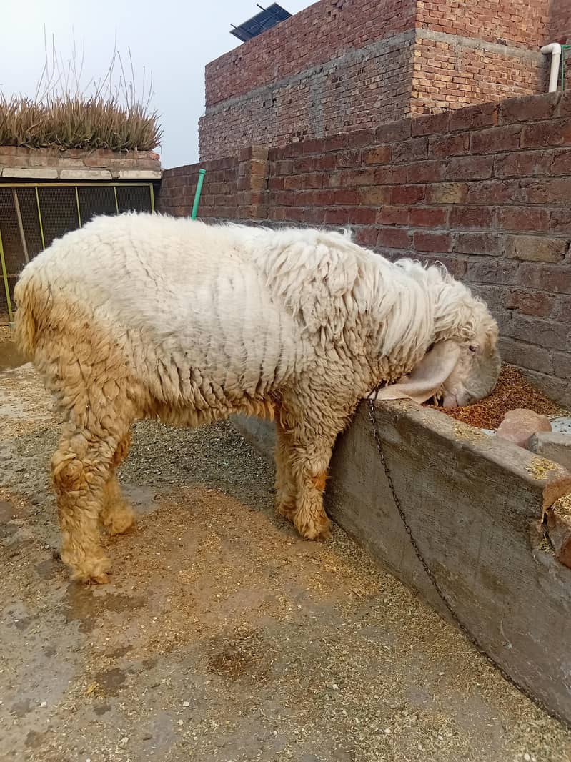 دو سال کا کجلہ چھترا  بکرا 9