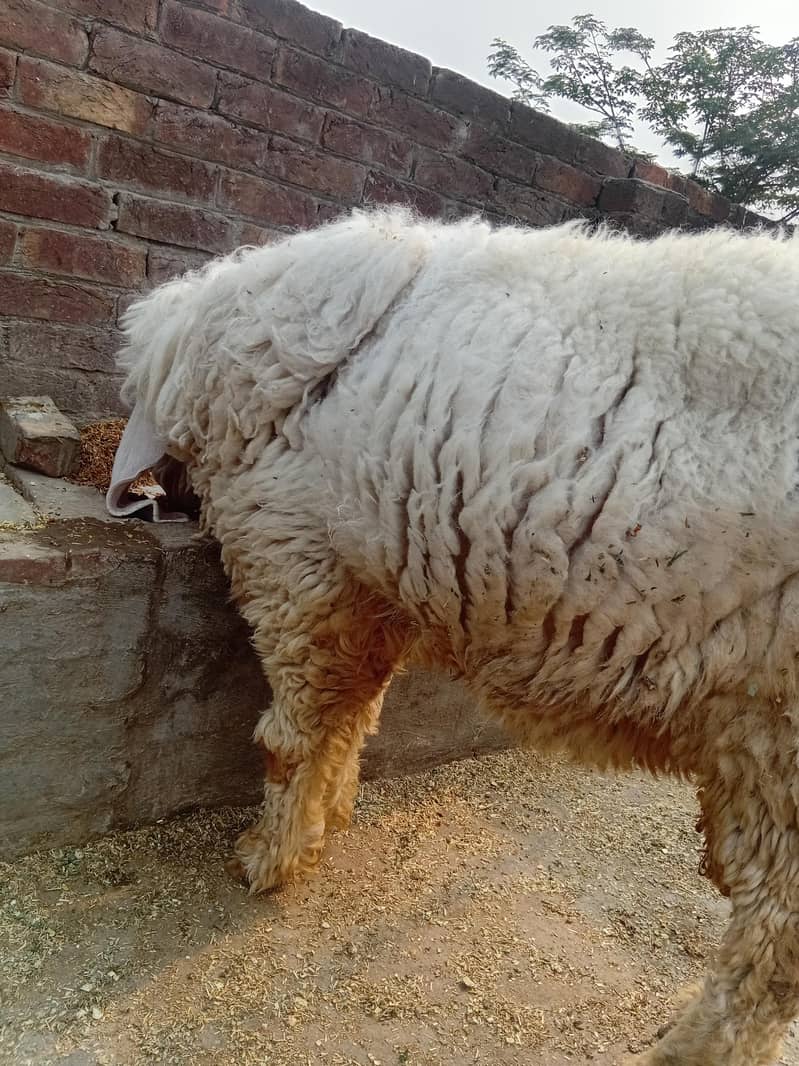 دو سال کا کجلہ چھترا  بکرا 10
