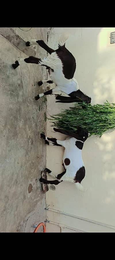 patery bakry 2027 qurbani