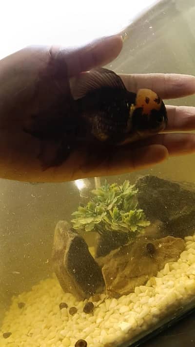 oranda lion head goldfish
