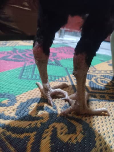 Hen for sale