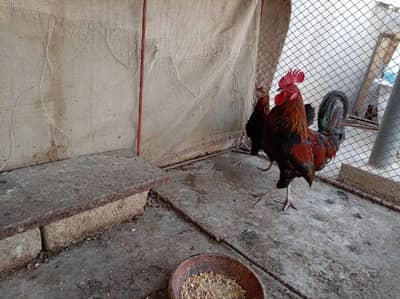 Desi Golden Misri