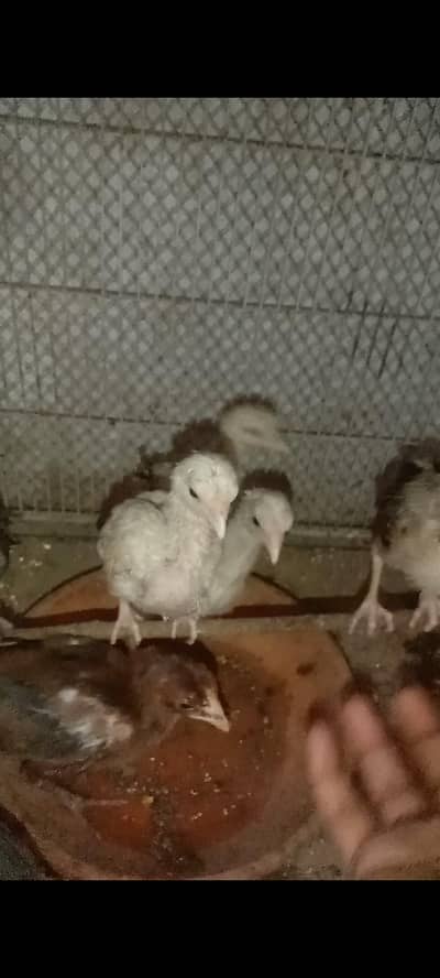 high quality aseel chicks