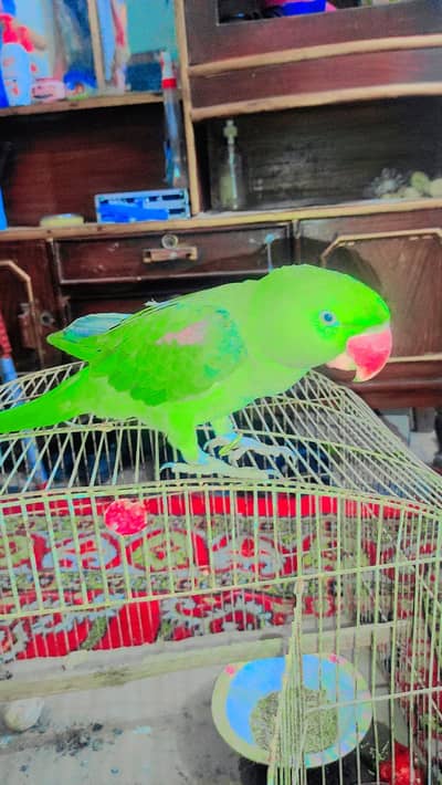 raw parrot for sale