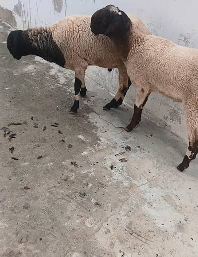 Dumba 1 year old