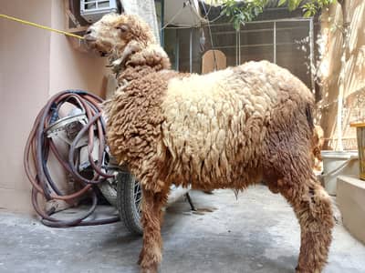 Khaara nasal double haddi