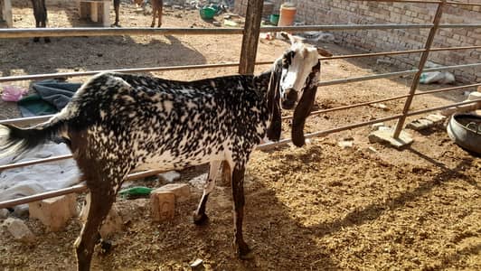 1500 per kg