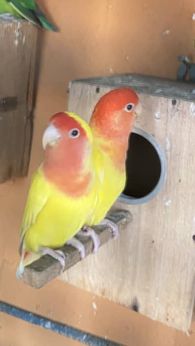 Love bird