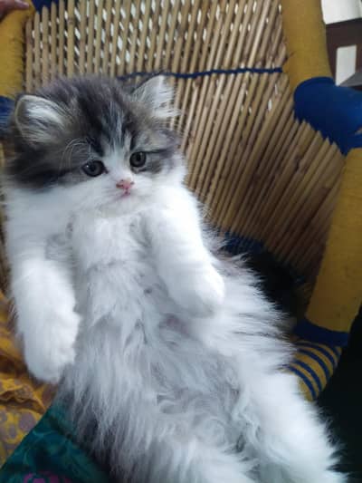 kitten for sale