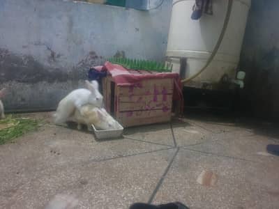 Rabbit pair with bunny