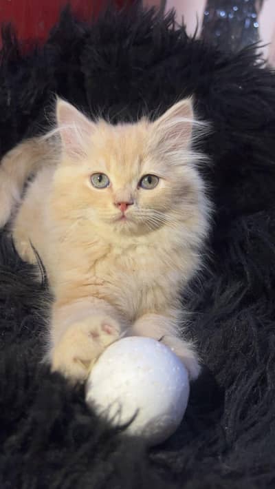 Beautiful cream/buff colored Persian kitten available for a new home.