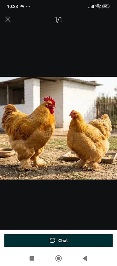 Golden Heavy Buff Trio