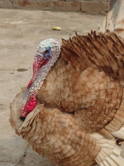 Brown turkey per piece price 03047835190