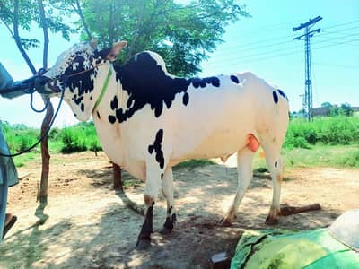 Qurbani ka bell