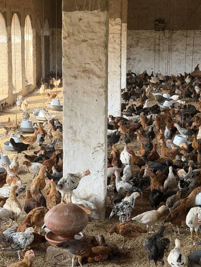 Golden Misri Hen Phattian available limited stock