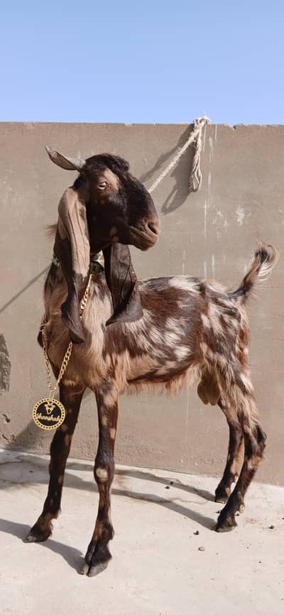 2 ajrak kamori male bakre for urgent sale