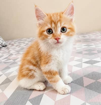 Super cute and fluffy female kitten available for a loving home