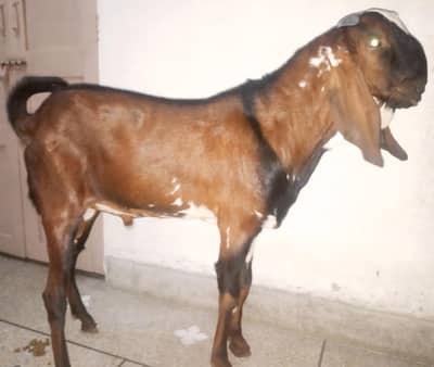 BEETAL ANDAL BAKRA FOR QURBANI